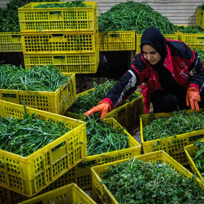 خانم سبزی فروش
